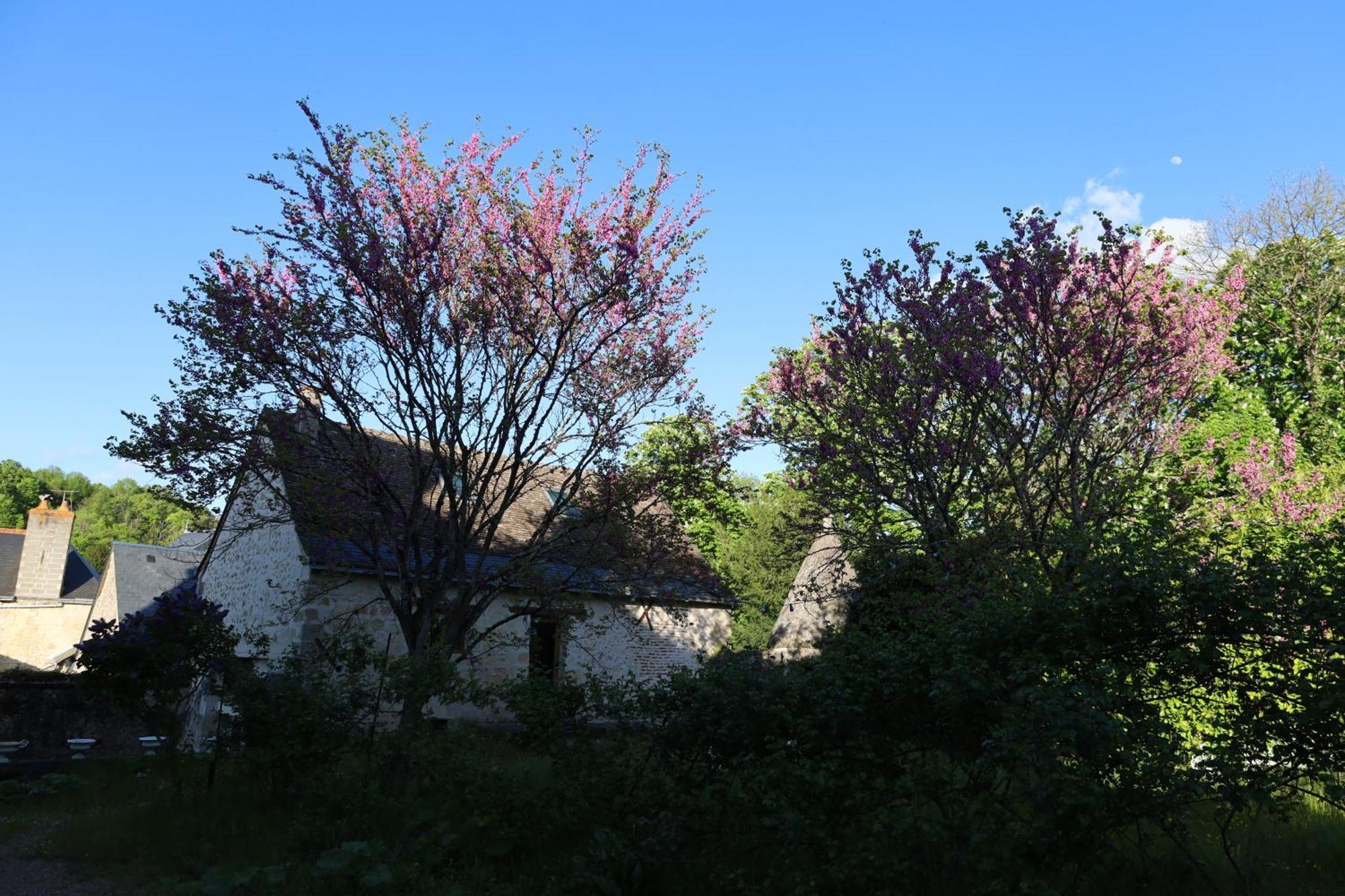 Castel Saint Laurent Langeais Luaran gambar